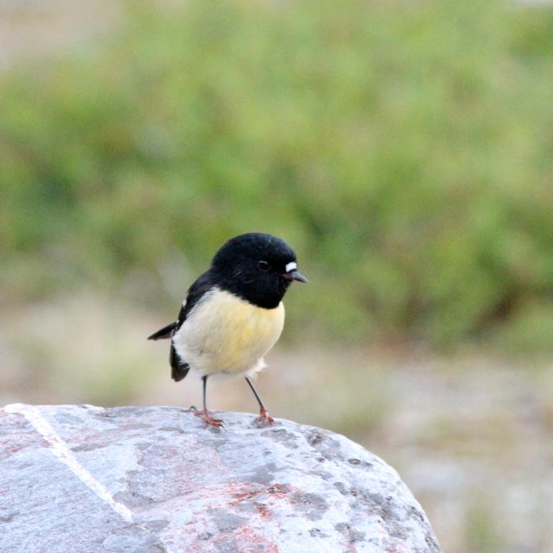 Tomtit (Petroica macrocephala), Minnehaha Walk, Fox Glacier, West Coast, New Zealand, 2014-03-09 Tomtit (Petroica macrocephala)